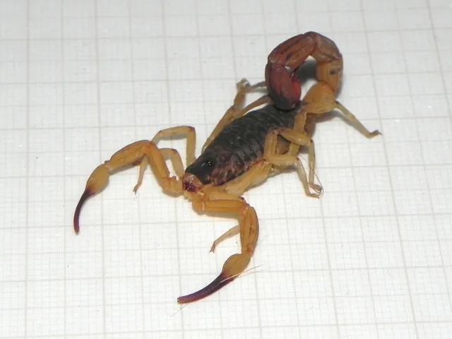 Escorpião-amarelo, Tityus serrulatus