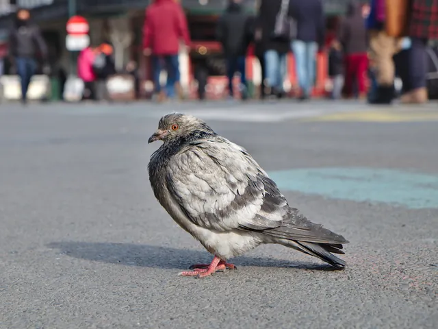 Pombo urbano, Columba livia