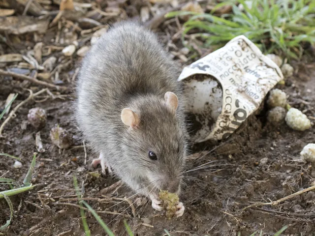 Rato, Rattus norvegicus